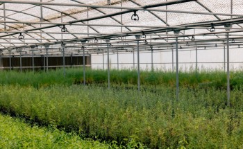 المركز الوطني لتنمية الغطاء النباتي يطلق أعمال إنشاء مجمع المشاتل الرعوية والبرية في مقره بالجوف