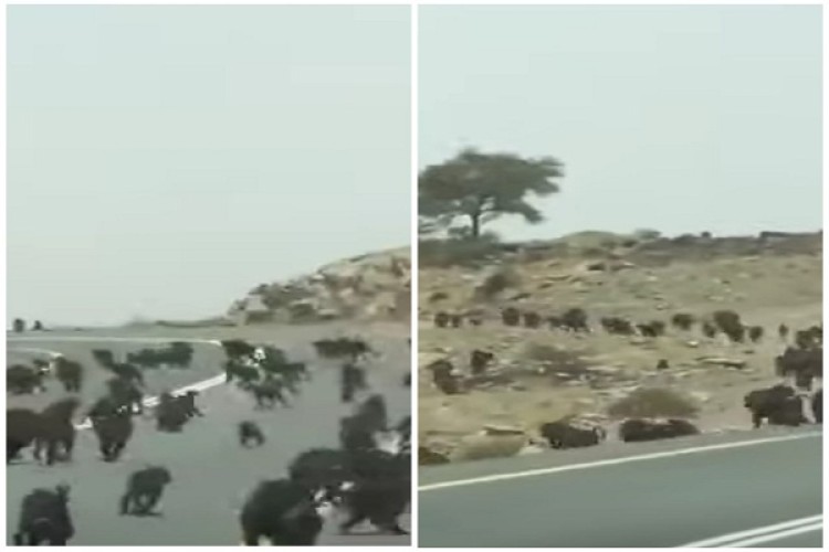 شاهد.. مئات القرود تغزو منطقة جبلية في المملكة وتقطع الطريق أمام السيارات