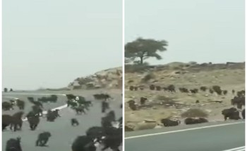 شاهد.. مئات القرود تغزو منطقة جبلية في المملكة وتقطع الطريق أمام السيارات