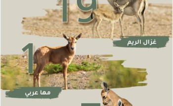 هيئة تطوير محمية الملك سلمان تعلن عن 27 ولادة جديدة لمجموعة متنوعة من حيوانات المحمية خلال العام الجاري