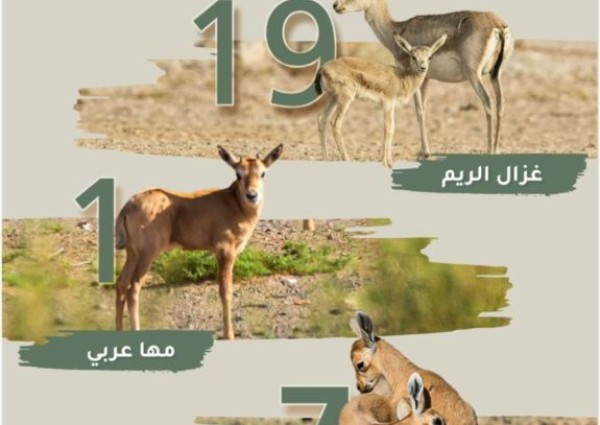 هيئة تطوير محمية الملك سلمان تعلن عن 27 ولادة جديدة لمجموعة متنوعة من حيوانات المحمية خلال العام الجاري