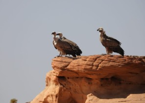 هيئة تطوير محمية الملك سلمان بن عبد العزيز الملكية تعلن مناطق جديدة مهمة للطيور عالمياً داخل حدودها