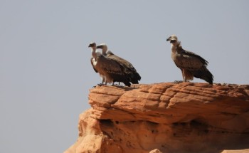 هيئة تطوير محمية الملك سلمان بن عبد العزيز الملكية تعلن مناطق جديدة مهمة للطيور عالمياً داخل حدودها