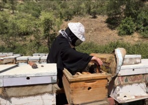 “ريف السعودية”: برنامج إكثار نحل العسل يسهم بتحقيق إنتاجية بنسبة (200%) في أربعة مناحل نموذجية