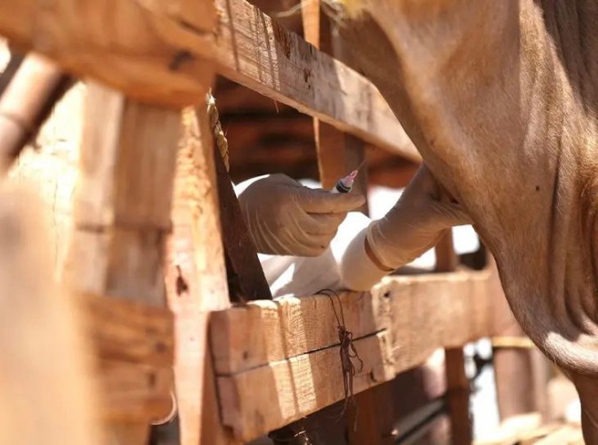 وقاء تبوك” يبدأ حملة التحصين لـ 500 ألف رأس ماشية ضد مرض الحمى القلاعية لعام 2024م