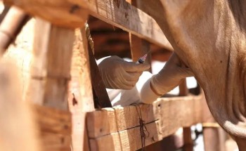 وقاء تبوك” يبدأ حملة التحصين لـ 500 ألف رأس ماشية ضد مرض الحمى القلاعية لعام 2024م
