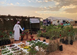 “2000 شتلة” سدر من مزرعة أبو أنس لدعم مبادرة أمير القصيم بتشجير المنطقة في مهرجان ربيع البكيرية40