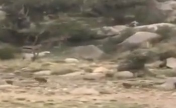 شاهد بالفيديو.. قرد يفزع فتيات سعوديات أثناء رحلة برية!