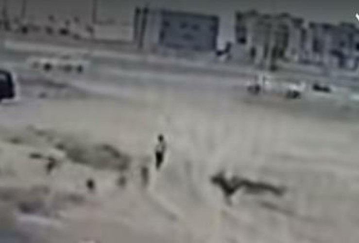بالفيديو.. كلاب ضالة تهاجم طفلًا في أثناء عودته من المدرسة