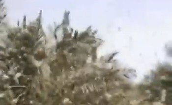 أسراب هائلة من الجراد تلتهم محاصيل شقراء.. ومطالب بتدخل “الزراعة” (فيديو)