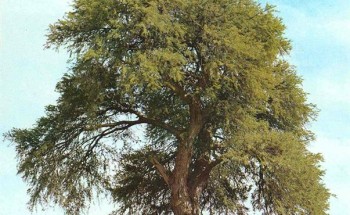 مواطن إماراتي يهدي صديقه السعودي 3 ملايين بذرة لشجرة الغاف لزراعتها بالمملكة