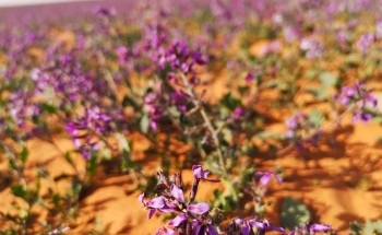 “زهور “الخزامى” تحول الصحراء للون البنفسجي في رفحاء