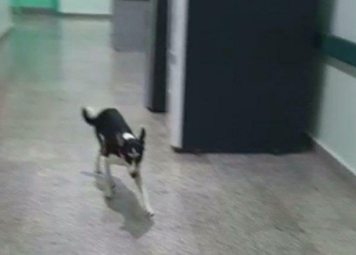 كلب ضالّ يتجول في أروقة مستشفى حكومي بجازان