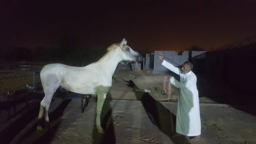 كبار ملاك الخيل العربية الأصيلة في ضيافة مربط الرسن الذهبي للخيول بأبو عريش.