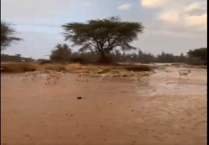 بالفيديو: قطيع من الغزلان يمشي تحت الأمطار في العلا