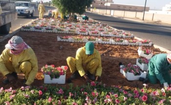 بلدية الشملي تزرع ٢٠٠ الف وردة لتضفي جمالا على شوارعها