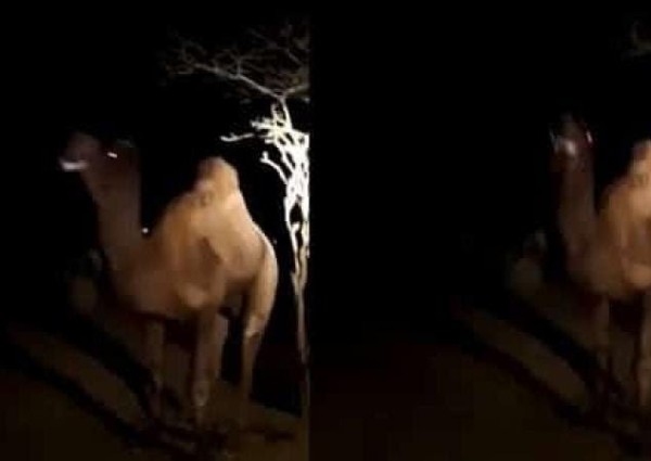 بالفيديو: جمل هائج يصرع راعيه في المدينة المنورة
