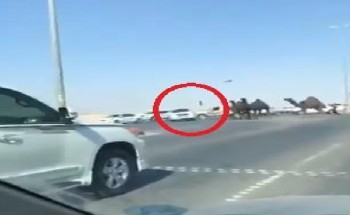 شاهد .. قطيع من الأ بل يعبر طريق عام في المملكة .. ويتسبب في حادث اصطدام مروع