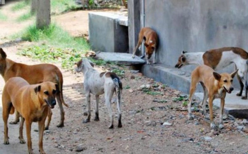 لحظات رعب.. طفل صغير بين أنياب 3 كلاب ضالة في حديقة بالدمام