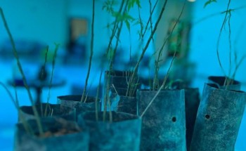 مركز التنمية الاجتماعية بحائل يفعّل أسبوع البيئة 2023م مركز التنمية الاجتماعية بحائل يفعّل أسبوع البيئة 2023م