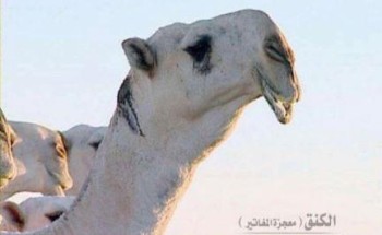 بعد تجاوز مبيعات “قعدانه” 300 مليون ريال.. نفوق الفحل الشهير “الكنق” بحائل بعد تجاوز مبيعات “قعدانه” 300 مليون ريال.. نفوق الفحل الشهير “الكنق” بحائل