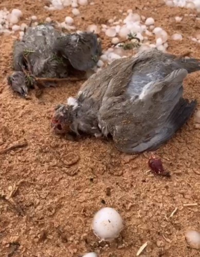 شاهد: نفوق الحمام المهاجر في شمال حائل بسبب بردية ضربت المنطقة