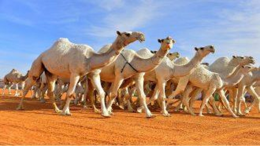 توضيح من “الداخلية” بشأن السماح لملاك الإبل بالدخول والخروج من “الرياض و المدينة و مكة”
