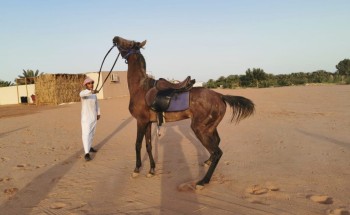 ميدان مغيراء للهجن يحتفي بإعلاميي العلا ويقيم مسابقة لأجمل صورة ميدان مغيراء للهجن يحتفي بإعلاميي العلا ويقيم مسابقة لأجمل صورة