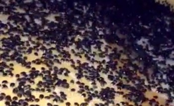 شاهد: حشرات بأعداد كبيرة تهاجم المنازل في أحد المسارحة في جازان شاهد: حشرات بأعداد كبيرة تهاجم المنازل في أحد المسارحة في جازان