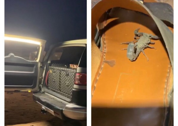 شاهد بالفيديو مواطن يوثق وجود كائن بعد حزم امتعته