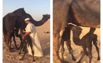 في حالة نادرة الحدوث .. شاهد: ناقة تلد “3 توائم” في المملكة وجميعهم بحالة جيدة في حالة نادرة الحدوث .. شاهد: ناقة تلد “3 توائم” في المملكة وجميعهم بحالة جيدة