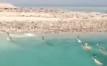 فيديو لقطيع من الغزلان هاجرا بحرًا من أفريقيا وحط بتبوك.. كلاكيت ثالث مرة فيديو لقطيع من الغزلان هاجرا بحرًا من أفريقيا وحط بتبوك.. كلاكيت ثالث مرة