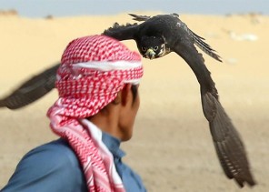 نادي الصقور : السماح بصيد الحباري بداية من 1 نوفمبر نادي الصقور : السماح بصيد الحباري بداية من 1 نوفمبر