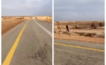 شاهد: مواطن يوثق فيديو يرصد فيه إبل سائبة على طريق (جلاجل – الداهنة) في شقراء .. وهذا ما حذر منه!