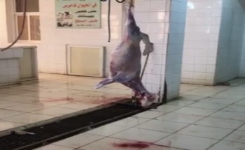 شاهد.. أغنام مُعلقة ودماء متناثرة وحشرات داخل مسلخ في بدر الجنوب شاهد.. أغنام مُعلقة ودماء متناثرة وحشرات داخل مسلخ في بدر الجنوب
