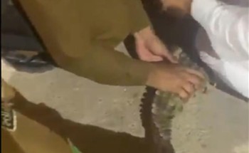 شاهد: لحظة السيطرة على تمساح كان يتجول شرق بريدة شاهد: لحظة السيطرة على تمساح كان يتجول شرق بريدة