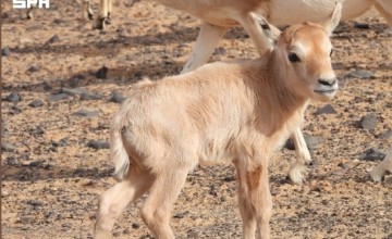 عودة المها العربي إلى شمال المملكة بعد غياب 90 عامًا داخل محمية الملك سلمان الملكية
