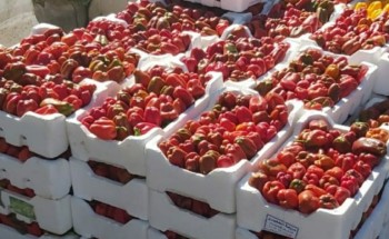 أمانة تبوك تحول دون دخول 500 كجم من الفلفل الرومي لأسواق المنطقة لإحتوائها على بقايا مبيدات