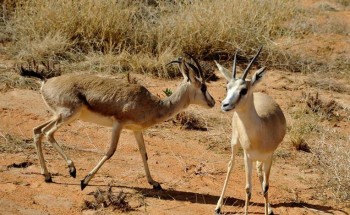 بالصور .. إطلاق عدد من ظباء الريم في منتزه مرات الوطني في الرياض بالصور .. إطلاق عدد من ظباء الريم في منتزه مرات الوطني في الرياض