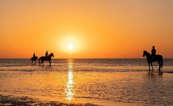 عروض خيالة أملج على شواطئ المحافظة تجذب أنظار الأهالي والزوار – صور عروض خيالة أملج على شواطئ المحافظة تجذب أنظار الأهالي والزوار – صور