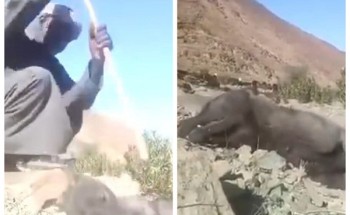 شاهد: شاب سوداني يعذب ذئب بوحشية في البر .. والشمال تطالب الجهات الأمنية التأكد من صحته! شاهد: شاب سوداني يعذب ذئب بوحشية في البر .. والشمال تطالب الجهات الأمنية التأكد من صحته!