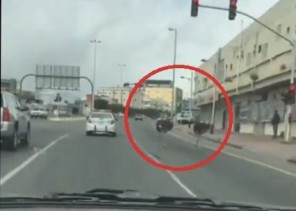 بالفيديو: زوج نعام يسير على الطريق بسرعة عالية في طريق عام بـ”بلجرشي” بالفيديو: زوج نعام يسير على الطريق بسرعة عالية في طريق عام بـ”بلجرشي”