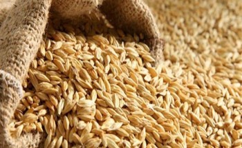 اعتباراً من الغد.. تعـديل سعـر بـيـع الشـعـيـر في كافة مناطق المملكة اعتباراً من الغد.. تعـديل سعـر بـيـع الشـعـيـر في كافة مناطق المملكة