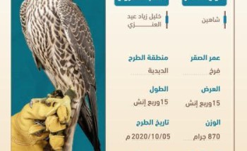 مزاد الصقور يتواصل اليوم وسط توقعات باستمرار الإثارة مزاد الصقور يتواصل اليوم وسط توقعات باستمرار الإثارة