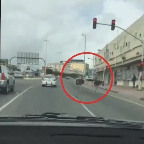 بالفيديو: زوج نعام يسير على الطريق بسرعة عالية في طريق عام بـ”بلجرشي”