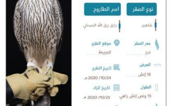 مزاد الصقور يواصل إثارته بـ 3 صقور