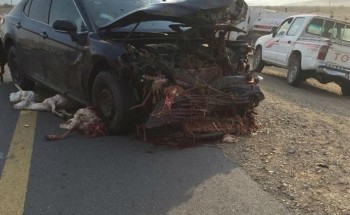 جثـث وأشلاء أغنام متناثرة على طريق سريع بمكة إثر تعرّضها لحادث دهس (فيديو وصور) جثـث وأشلاء أغنام متناثرة على طريق سريع بمكة إثر تعرّضها لحادث دهس (فيديو وصور)