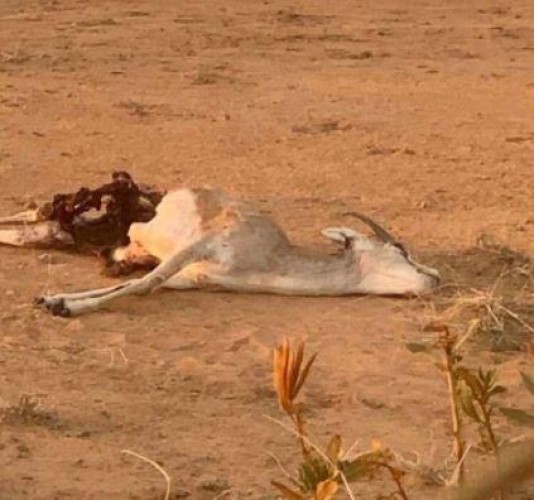 أول تعليق من ‏”الحياة الفطرية” على واقعة افتراس أحد الظباء داخل ‏محمية “مرات”‏