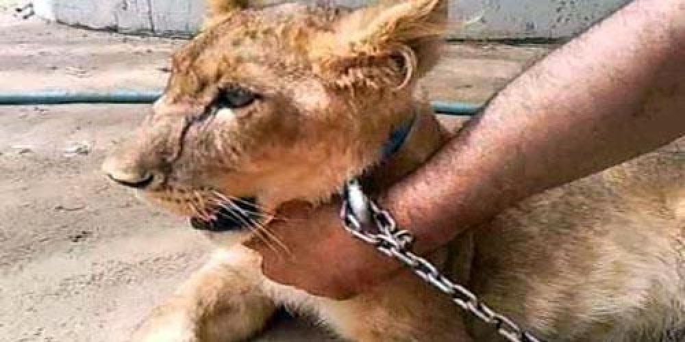 الحياة الفطرية تشدد على أن الأنظمة تمنع اقتناء الحيوانات المفترسة للأفراد أو عرضها للبيع