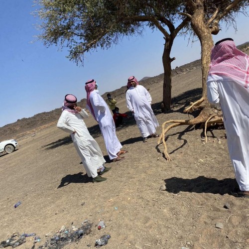مكتب البيئة بالحائط يعيد تأهيل  شجرة طلح خضراء